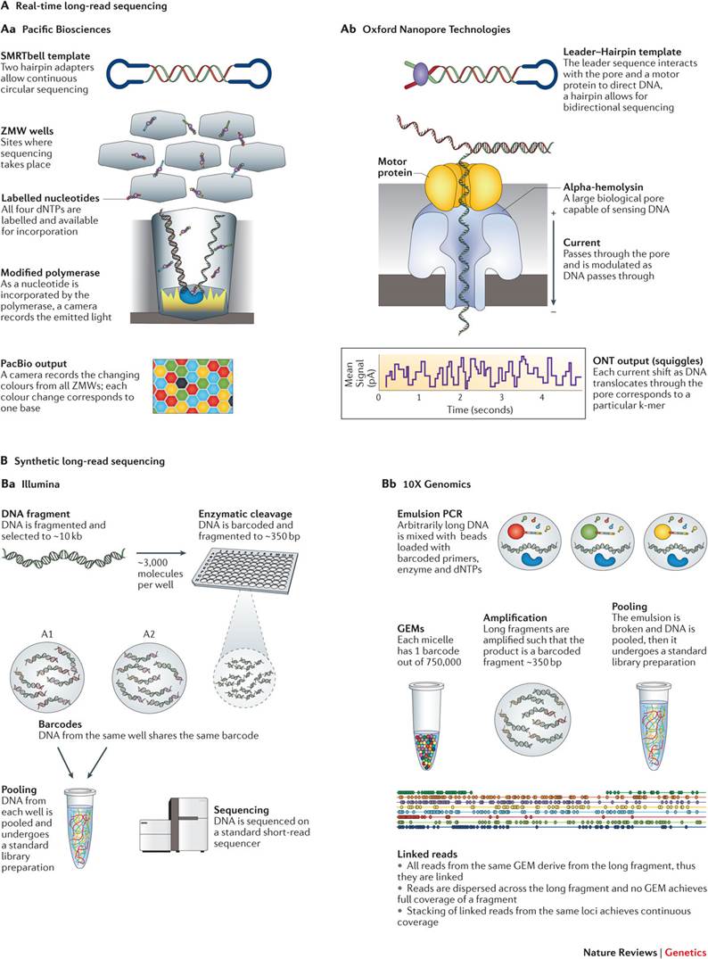 Sequencing Technologies | Hubert Effect