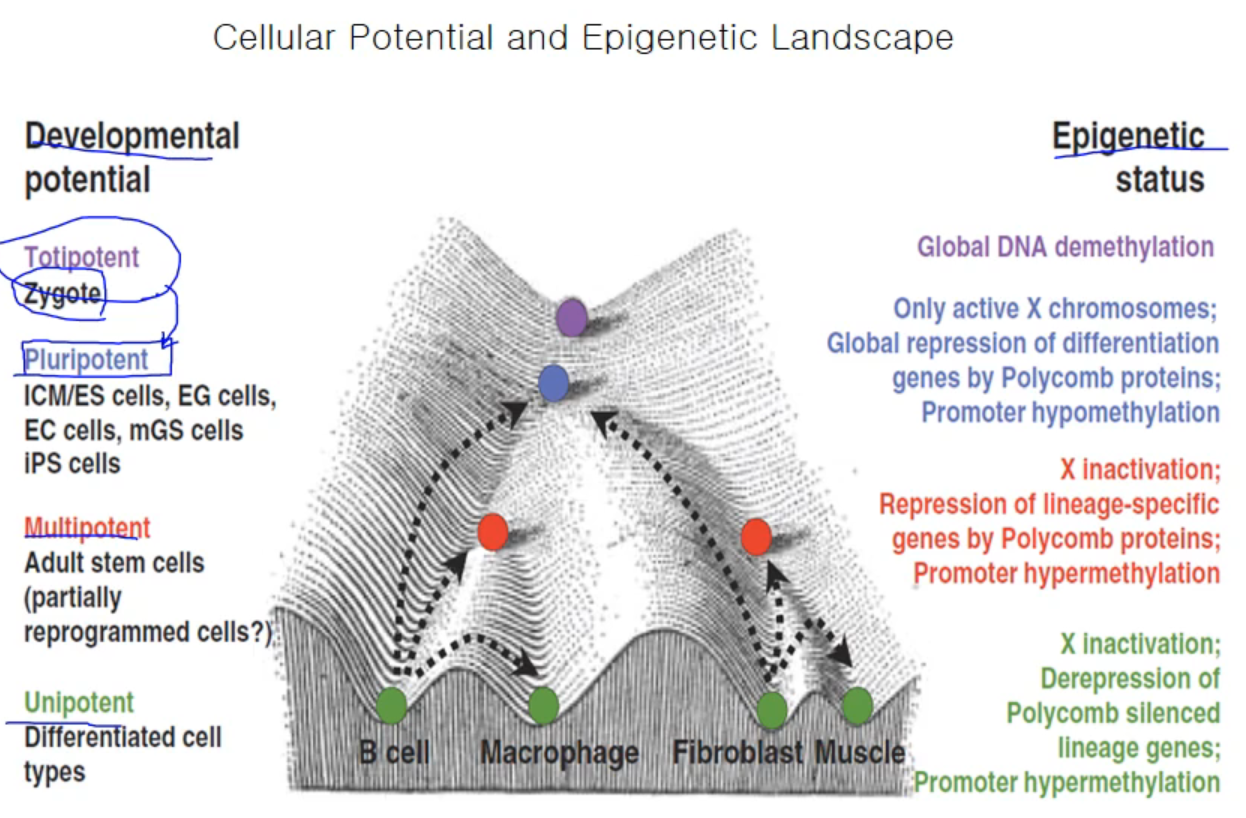 Epigenetics I Biology Diagrams