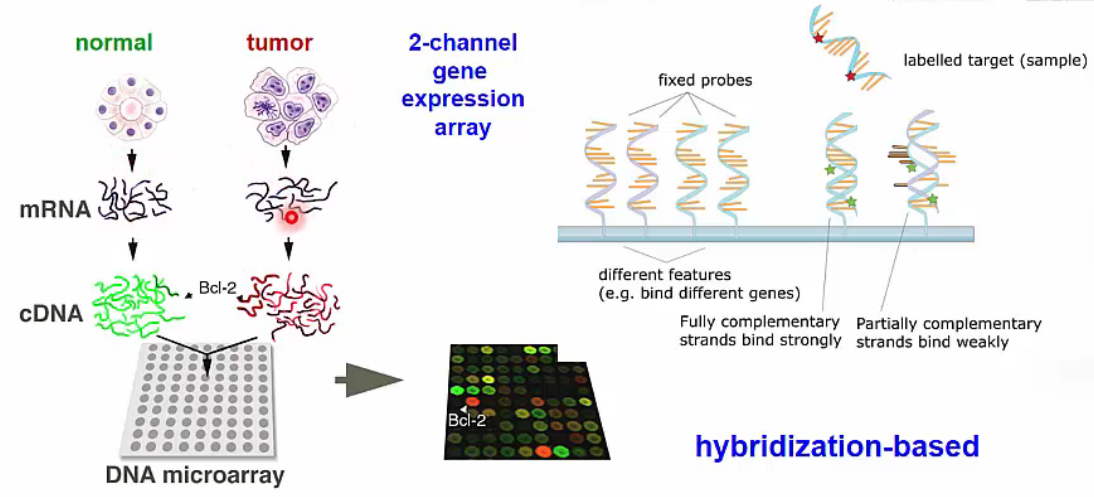 Transcriptome I - Introduction To Transcriptome | Hubert Effect